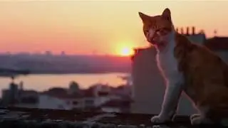 KEDI. SLAPTAS KAČIŲ GYVENIMAS kinuose nuo rugsėjo 1 d.