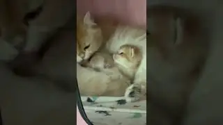 Котята британские окрас золотая шиншилла