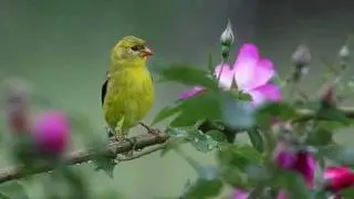Spring.wmv