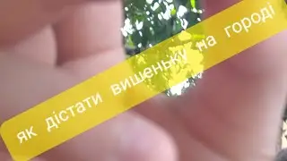 як дістати вишеньку на городі