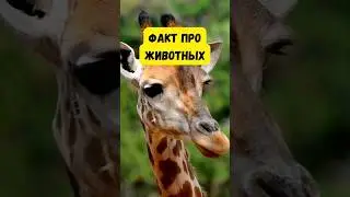 What's the relationship between a giraffe and a leopard? 