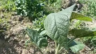 Millionerlikka ilk qadam 3-video 🌳🌱Pavloniya zoʻr oʻsdi 👍💯🔥