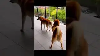 The End…😂🤣 #popular #viral #litvin #funny #funnyvideo #animals #dog #cat #fyp #pet