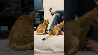 Как выросли камышовые котята 😸