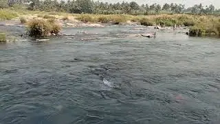 01.01.2024 River Kaveri Srirangapattana