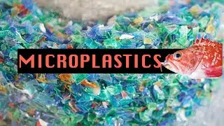 [Special Episode] There's a Bacteria that eats Plastic?