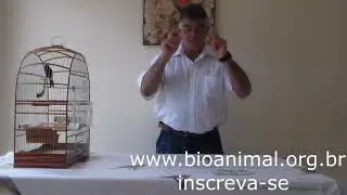 COMO MELHORAR O CANTO DO SEU BICUDO
