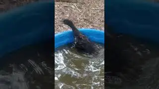 One Stuck Duck