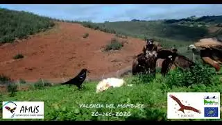 La comunidad de aves en el comedero para aves necrófagas de Valencia del Mombuey. Diciembre 2020