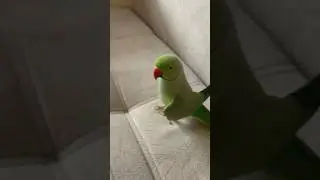 Говорящий ожереловый попугай Ричи 