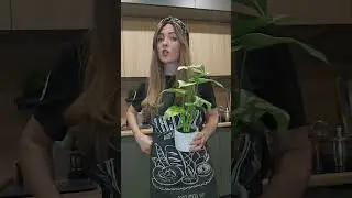 Не отказывай себе!