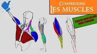 Dessin comprendre les muscles