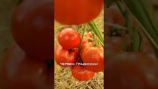 Урожайный сорт красных томатов. Червен Градински