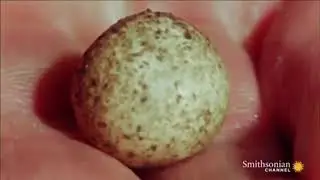 Adorable little platypus being born