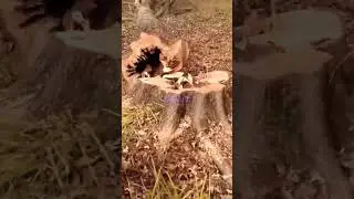 Собачка😢 #shortvideo #юмор #смех #топ #funny #shorts