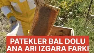 2023 Bal hasadı Ana arı ızgarası kullanmanın farkı (Adana)