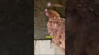 Cringe Animals On My Porch @TheUrbanRescueRanch