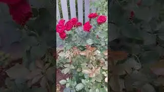 Обзор розы HOMMAGE A BARBARA