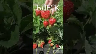 СВИТ ХАРТ 2021  САДОВЫЙ ПИТОМНИК СТРИЖАКОВОЙ БОРИСОГЛЕБСК