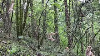 Wildlife | Golden Snub-nosed Monkeys