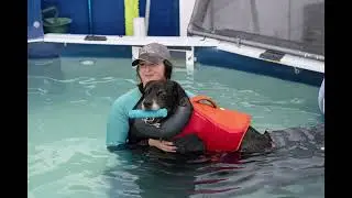 K9 swim center and Joe Black's story