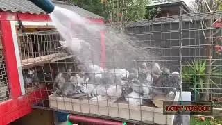 SHOWER TIME | RACING PIGEON #pigeonracing #kalapatids #kabootar