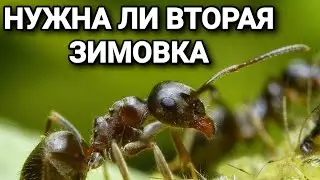 Нужна ли вторая зимовка муравьям. 
