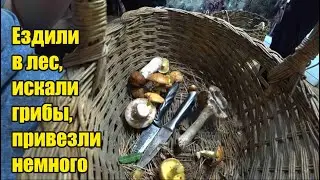 Ездили в лес. Искали грибы. Березовый веник. Микела плохо ест. Ефим купается. Жаркая баня.