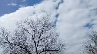 Весной долгожданный лес.