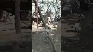 Лемуры #shortsvideo #зоопарк #лемуры #краснодарскийкрай #travel #лето  #геленджик