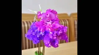 Алхимический стрептокарпус SD-2693