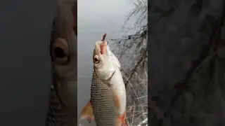 золотая рыбка #рыбалка #music #юмор