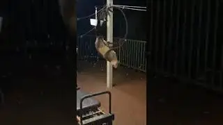 Possum performs acrobatic routine in on quest for snacks! #shorts #possum