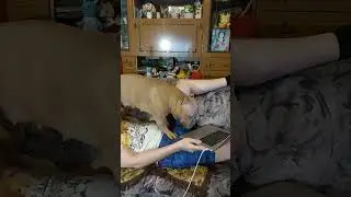 Конкурент на диване