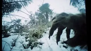 New SCARY Crystal Clear BIGFOOT ATTACK Footage is SHOCKING The World!! Watch Before It's REMOVED!!