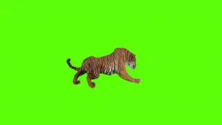 start resting tiger green screen