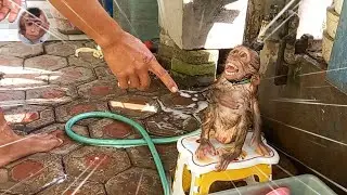 practice the discipline of the mickey monkey in bathing every day 