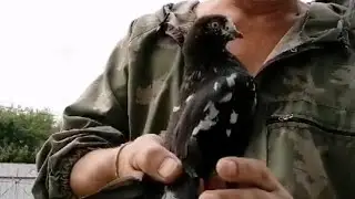 Такие вот красавцы!