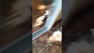 собака валит боком дрифт