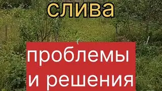 Слива, проблемы и решения.