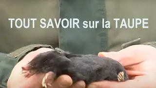 The MOLE, an AMAZING ANIMAL with its INTELLIGENCE and ENERGY