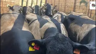 Янги партия молллар келди 9 млн дан бошланади 🔥🔥🔥 +998903057667