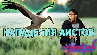 Can storks attack people