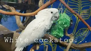 Amazing white cockatoo...