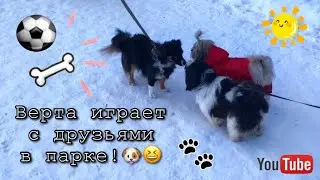 Весенние прогулки с собакой ши-тцу || Игры с собакой на улице!