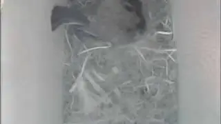 280409 Blue-tit nest box Evening bedtime