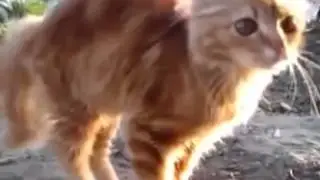 Кот в напряге  Ржач!