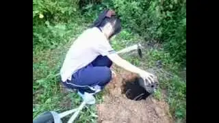 How to Plant a Coconut Tree