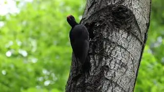 Желна, черный дятел.  Black Woodpecker, Dryocopus martius.
