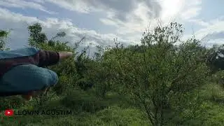 Nyemak lagi - Mencari sarang burung